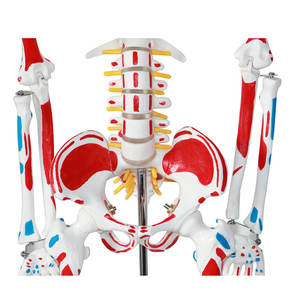 Modelo Anatómico <span class=keywords><strong>Humano</strong></span> de 85 cm de la Marca Xingshou, Músculos de Cuerpo Completo con Colores, <span class=keywords><strong>Huesos</strong></span> Desmontables de Alta Simulación - Product Image 3