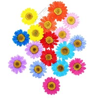 Bunga Daisy Asli Kering dan Ditekan, Model PDH Airy Brand 2026, Pewarnaan Tengah Buatan Tangan, Tanpa Pewarna, untuk Kerajinan Resin, Kuku, dan Scrapbook
