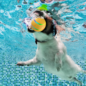 Nouveau télécommande chien disque balle jouets dégringolade intelligent chien chat jouets électrique interactif balle cerveau Stimulation jouets pour chien - Product Image 4