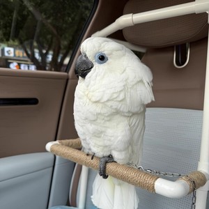 ที่นั่งเด็กแบบแขวนสำหรับเล่นกลางแจ้ง รุ่นพิเศษ ที่นั่งเด็กแบบแขวนรูปนก - Product Image 1