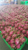 Verse Dragon Fruit Vietnam Ninh Thuan Graad AA Wit Vlees 50 Dagen Houdbaarheid Exportnormen Landbouw Tropisch 100%