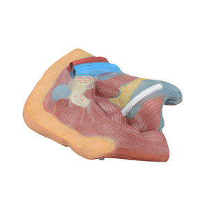 Weibliches Fortpflanzungssystem Menschliches Becken mit Genitalien 2-teiliges Lehrmodell des Weiblichen Beckens Anatomisches Modell - Product Image 4