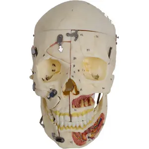 Gd/A11113 Volwassen 3D Schedel Met Bloedvaten En Zenuwen Medische Anatomisch Model