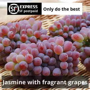ファーストハーベスト雲南ジャスミン種なしブドウSFエクスプレス送料無料甘いバルク季節のフルーツ全箱商品 - Product Image 2