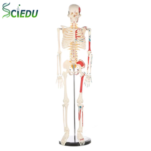 <span class=keywords><strong>Model</strong></span> Kerangka Manusia Edukatif untuk Laboratorium Anatomi dengan Saraf, Vena, dan Arteri <span class=keywords><strong>Model</strong></span> Anatomi Tengkorak <span class=keywords><strong>Model</strong></span> Kerangka Manusia Medis - Product Image 1