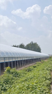 Invernadero Agrícola de Doble Capa y Gran Tamaño para Zonas Rurales, con Techo Inflable y Ventilación Superior, Material PE Tipo Diente de Sierra, Suministrado desde China - Product Image 6