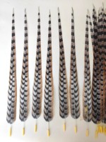 Plumes artificielles de faisan Reeves 40-150 cm - Couleurs et tailles personnalisées pour costumes de carnaval, coiffes et décorations de fête