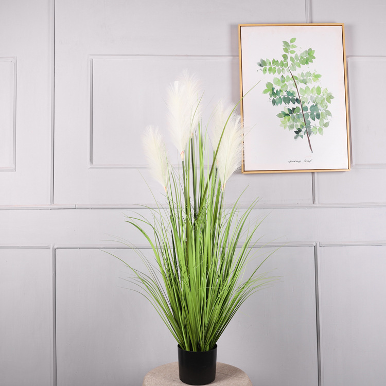 Planta en maceta de 1,2 metros, de color blanco lechoso