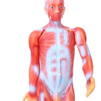 Vente directe des fabricants, aides pédagogiques biomédicales pour les lycées, modèle de mannequin anatomique du corps humain entier, en PVC.