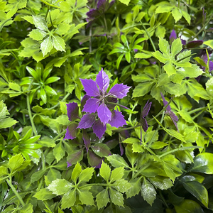 Pannello di legno bosso <span class=keywords><strong>siepe</strong></span> parete pianta artificiale formato su misura finta verde erba UV protetta da esterno pianta interna per <span class=keywords><strong>balcone</strong></span> - Product Image 2