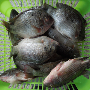 Nuevo atrapar negro Tilapia congelado carne - Product Image 1