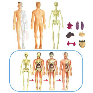 Os détachable coeur squelette squelette organes internes globe oculaire modèle de Simulation d'anatomie médicale modèle de Structure du corps humain - Product Image 5