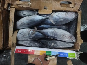 J015 <span class=keywords><strong>Skipjack</strong></span> de alta calidad 500-1500g - Product Image 3