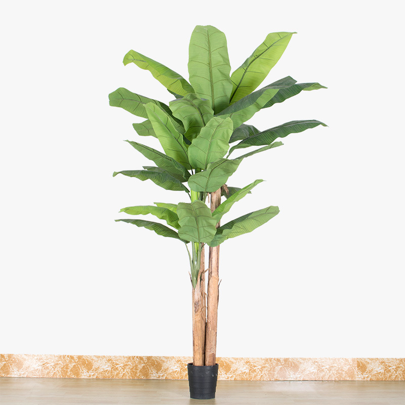 2.4m large-leaf banana tree