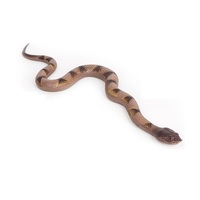 Série de reptiles sauvages jouets Simulation 3D en plastique caoutchouc Cobra modèle grand serpent TPR jouets pour la vente en gros