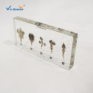 Ensemble de cinq spécimens cérébraux de classe supérieure ; Comparaison des cerveaux des vertébrés ; Poissons, Amphibiens, Reptiles, Oiseaux, Mammifères ; Laboratoire de biologie - Product Image 4