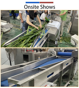 Ligne de traitement commerciale pour feuilles de pandan, herbe de blé et pousses de haricot, machine de lavage et de découpe du blé - Product Image 3