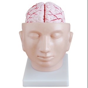 Modelo anatómico del cerebro con vasos sanguíneos, material didáctico de plástico para la enseñanza de biología - Product Image 1