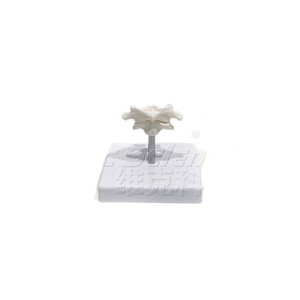 Modèle articulé humain en PVC (Atlas-Axe), Modèle pédagogique de colonne cervicale, Outil de démonstration pour la recherche scientifique et la formation - Product Image 4
