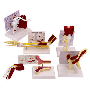 Modèle anatomique en PVC des articulations et muscles humains : structure acromio-claviculaire, acromiale, genou, coude, épaule - Product Image 2