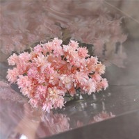 Bunga Bintang Brasil Kering dan Diawetkan, Bunga Daisy Gunung Kecil, Karangan Bunga DIY, Dekorasi Natal dan Hari Valentine, Panjang