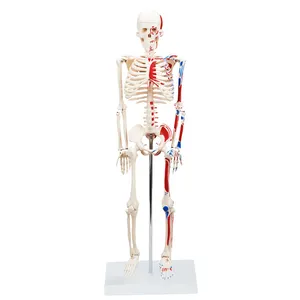 CBM-001F 85cm Human Skeleton model with Painted Muscles, Anatomy Medical Skeleton Model