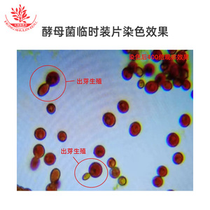 Solution d'iode diluée à une concentration supérieure à 2 % pour la photosynthèse, la décoloration de l'amidon et la cellule épidermique d'oignon - Product Image 2