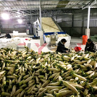 Machine de séchage à énergie d'air haute capacité Équipement de séchage de traitement de légumes Séchoir à bande de gombo et de betterave