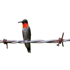 Alambre de Púas Galvanizado Convencional, Rollo de Alambre de Púas de 50 kg, Precio del Alambre de Púas - Product Image 5