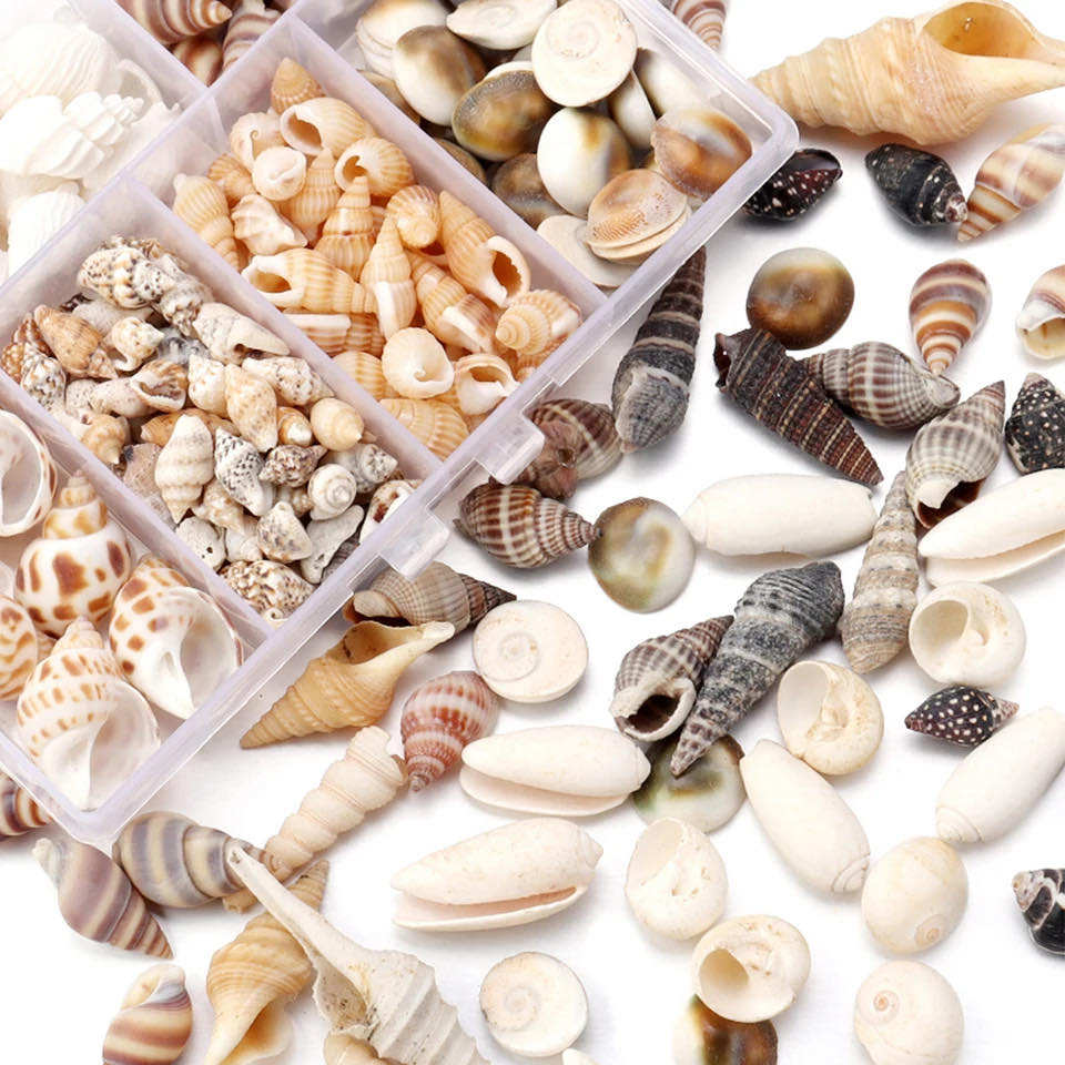 Shell 100pcs 100pcs/box Natural Conch Shells for Home Decoration DIY