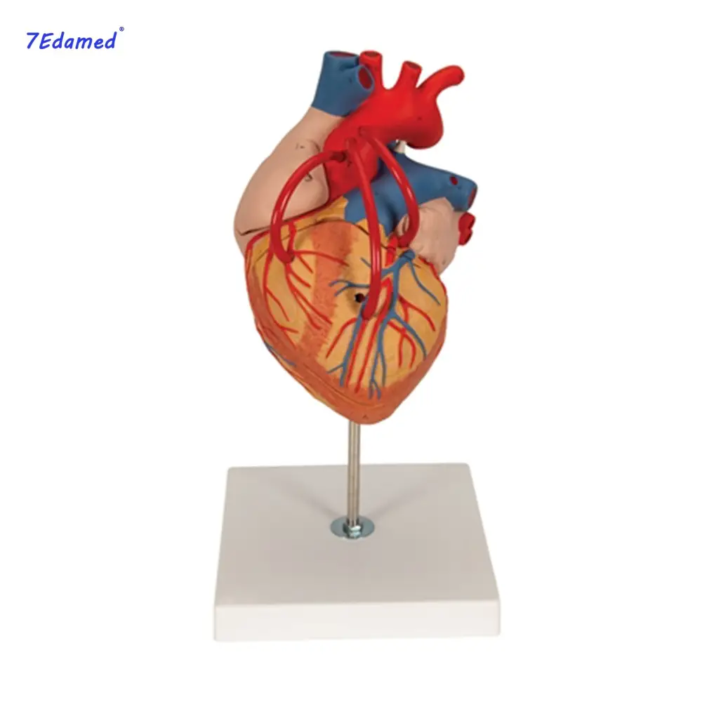 Модель рассечения сердца человека в медицинской лаборатории