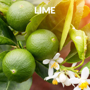 Proveedores de Aceite Esencial de Lima, Aceite de Lima Kaffir 100% Puro, No Modificado Genéticamente, Grado Terapéutico, para Cuidado de la Piel y el Cabello, Fabricación de Jabón y Velas - Product Image 2