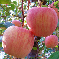 Pomme rouge Fuji fraîche et juteuse, fruits naturels, pomme fraîche, prix le plus bas des fabricants, pomme rouge Fuji
