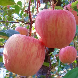 2023 Suculento fresco vermelho Fuji Apple fruta maçã fresca natural fabricantes menor preço vermelho Fuji Apple