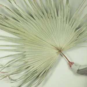Oferta Especial: Hojas de <span class=keywords><strong>Palma</strong></span> Secas de Gran Tamaño, Decoración con <span class=keywords><strong>Flores</strong></span> Secas, <span class=keywords><strong>Flores</strong></span> para Bodas - Product Image 6