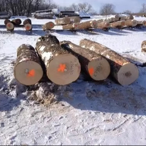 Chêne rouge de haute qualité pour la production de bois d'œuvre, exportateur et fournisseur européen, exportation vers l'Amérique du Nord - Product Image 1