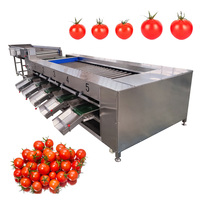 Fruit Groente Mandarijn Oranje Aardappelen Avocado Ui Sorteermachine