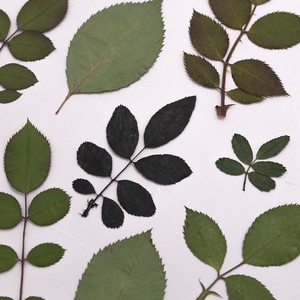 500 pièces/paquet de <span class=keywords><strong>roses</strong></span> avec tige, fleurs naturelles artisanales, réalistes, pour projets d'art en résine, cadres photo - Product Image 6