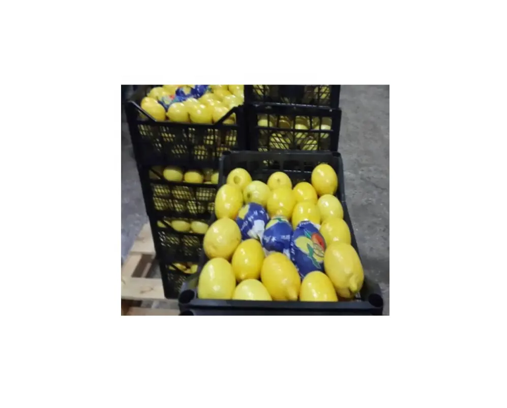 Adalia limon fiyat limon çekirdeksiz limon fiyat meyve taze yeşil çekirdeksiz <span class=keywords><strong>kireç</strong></span> iyi fiyat ile iyi kalite