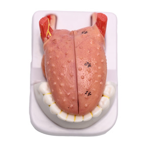 Lengua Humana Numerada a Tamaño Real, 4 Partes, Mandíbula y Dientes Inferiores, con Indicación <span class=keywords><strong>del</strong></span> <span class=keywords><strong>Cuerpo</strong></span>, CE/ISO - Product Image 5