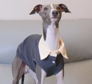 Camiseta Ligera de Poliéster para Perro, Disponible en Stock, para <span class=keywords><strong>Galgo</strong></span> Italiano, Whippet, Terrier, Transpirable, para Todas las Estaciones, Ropa Casual para Mascotas - Product Image 5