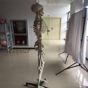 La ciencia médica vida tamaño 180 cm humanos lifesize <span class=keywords><strong>esqueleto</strong></span> modelo anatómico - Product Image 6