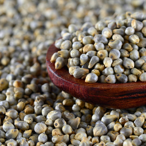 Millet perlé de qualité supérieure d'Inde - Product Image 1