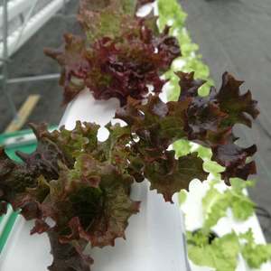 Producto estrella: Sistema hidropónico en forma de A con tubería plana y acero inoxidable para invernadero acuapónico - Product Image 6