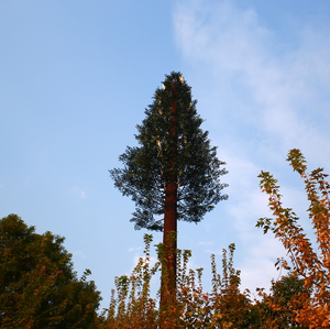 برج اتصالات شجرة مموهة أحادي الصاري-برج خلية صناعية للاتصال بالإشارات المتنقلة 4G 5G - Product Image 5