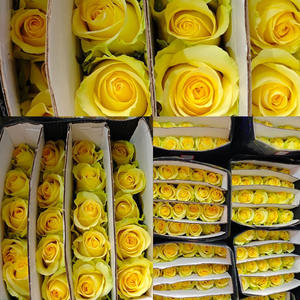 中国出口俄罗斯的黄玫瑰鲜切花，采用冷藏车温度控制，保持鲜花新鲜。 - Product Image 6