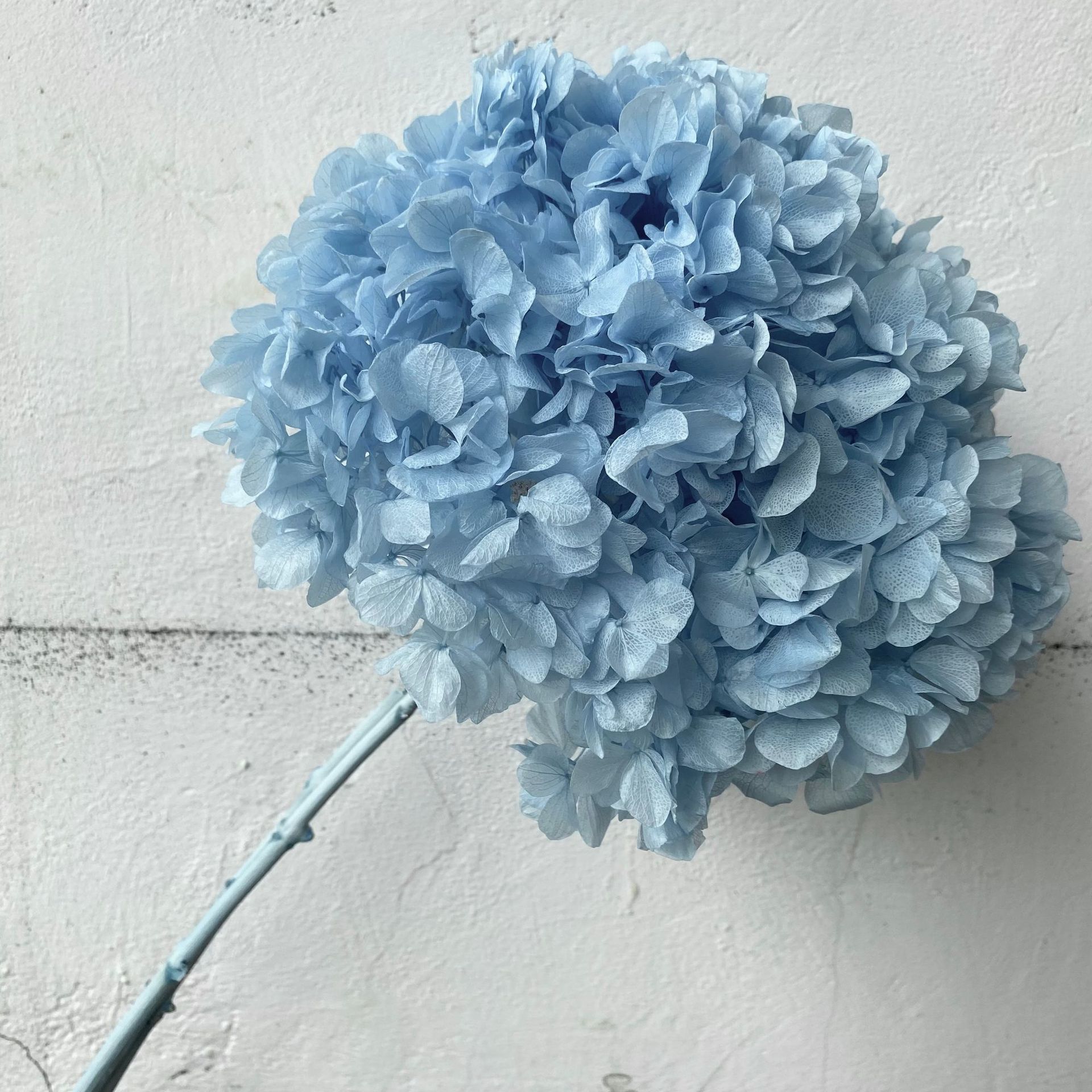 Grande feuille, tige unique - bleu clair