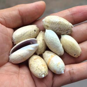 Cristal Phoenix escargot 5-6cm <span class=keywords><strong>naturel</strong></span> poli réel toucher cru coquillage trous bricolage amour thème vent carillon accessoires Souvenir - Product Image 2