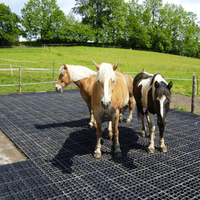 Grille de contrôle de la boue du paddock pour chevaux pavés de gravier pour chevaux