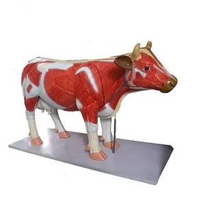 Venta al por mayor de alta calidad vaca anatomía médica anatómica acupuntura modelo esqueleto libre 3d vaca modelo anatómico de los animales